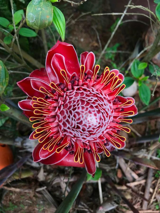 Pousada Tia Cleide Caraguatatuba Exterior foto
